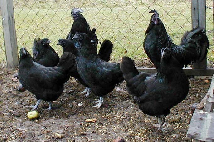 Kadaknath Chicken 05
