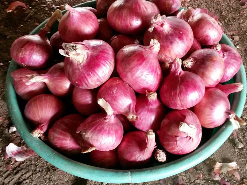 Fresh Red Onion 03
