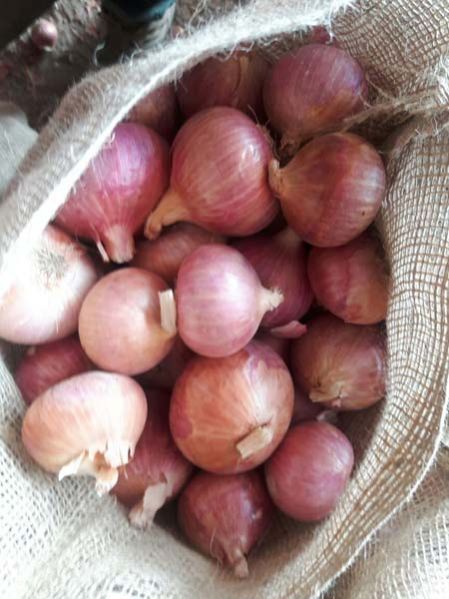 Fresh Red Onion 04