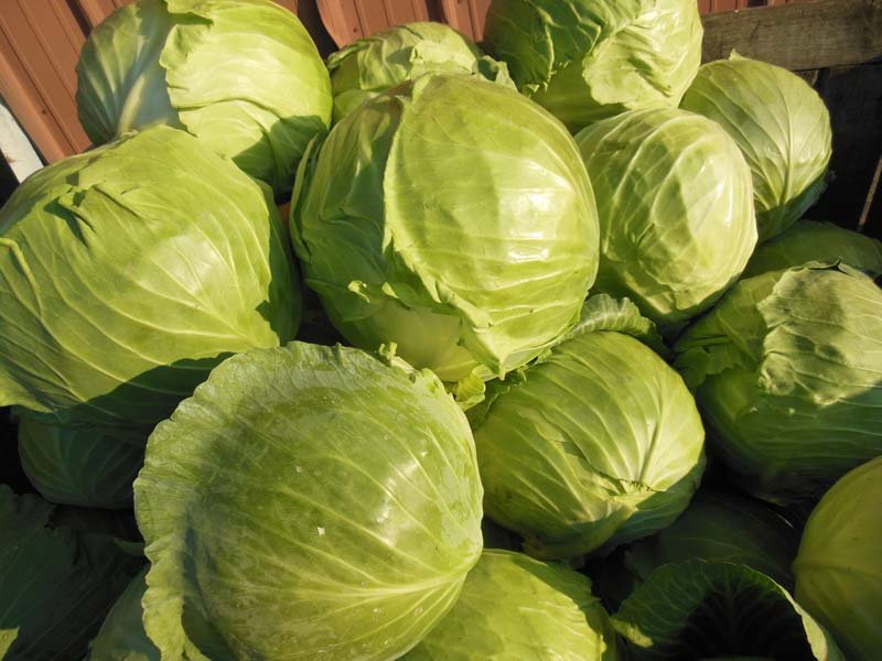 Fresh Cabbage 01