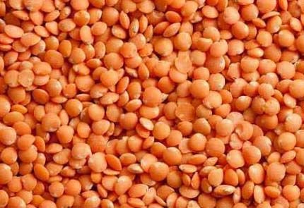 Red Lentil 02