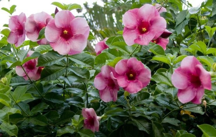 Allamanda