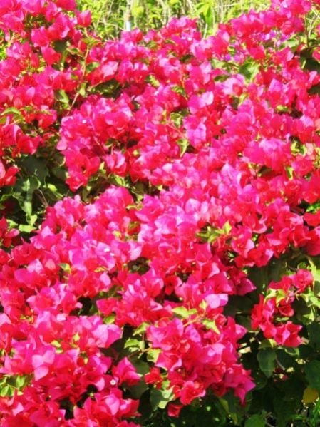 Bougainvillea