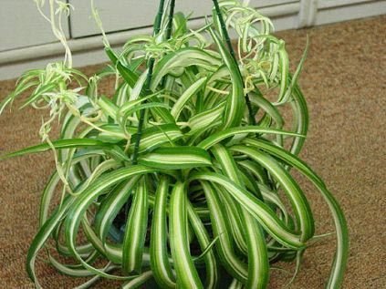 Chlorophytum