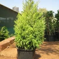 Cupressus Plants