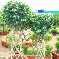 Ficus Arrangement 01