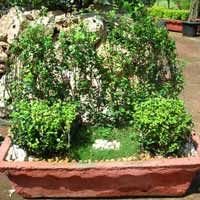 Ficus Arrangement 02