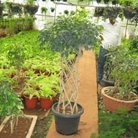 Ficus Arrangement 03