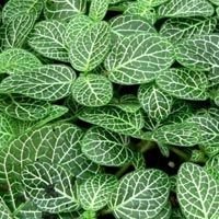 Fittonia