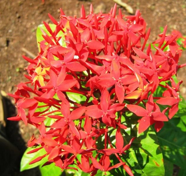 Ixora