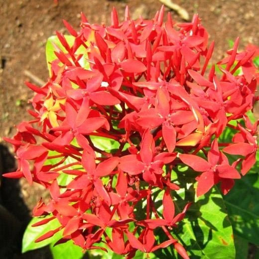 Ixora