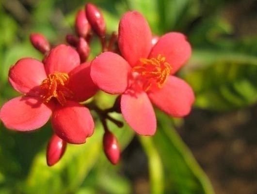 Jatropha