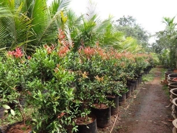 Syzygium Campanulatum