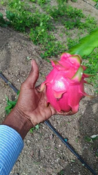 Dragon Fruit Plant 04