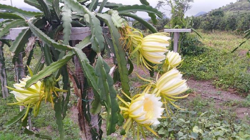 Dragon Fruit Plant 05