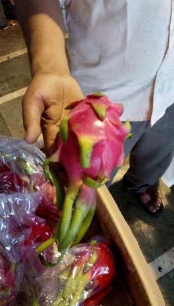 Dragon Fruit Plant 07