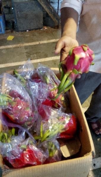 Dragon Fruit Plant 08