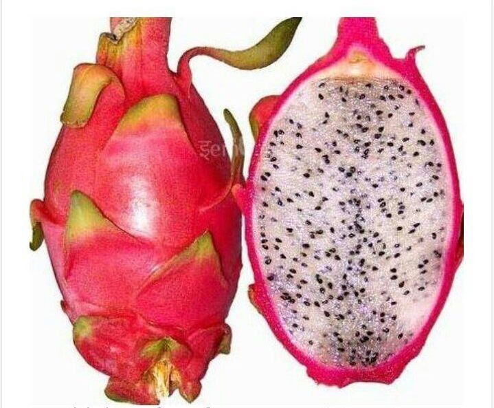 Fresh Dragon Fruit 01