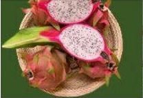 Fresh Dragon Fruit 02