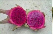 Fresh Dragon Fruit 03