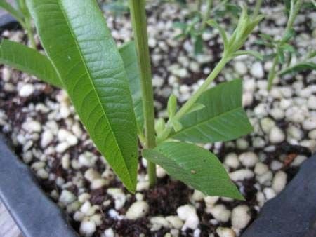 HyfloSupercell TM Horticulture Perlite 03