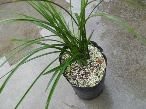 HyfloSupercell TM Horticulture Perlite 04