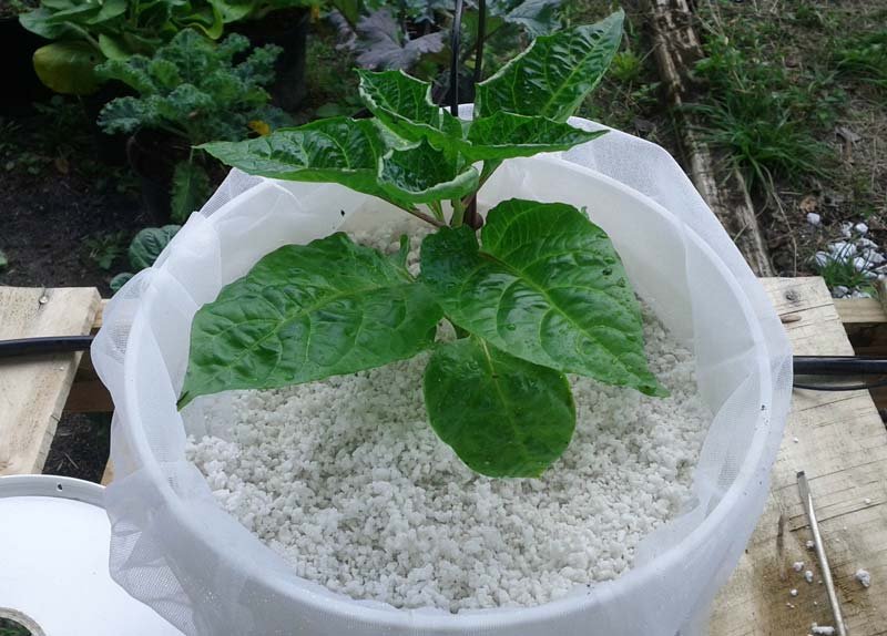 HyfloSupercell TM Horticulture Perlite 06