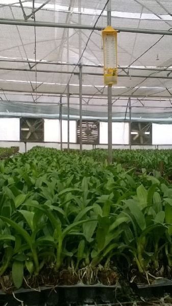 Dendrobium Orchid Plant 01