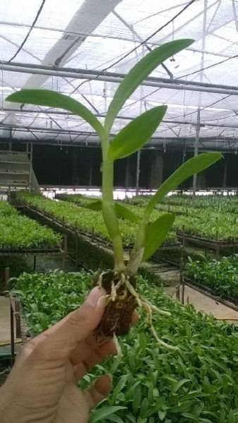 Dendrobium Orchid Plant 02