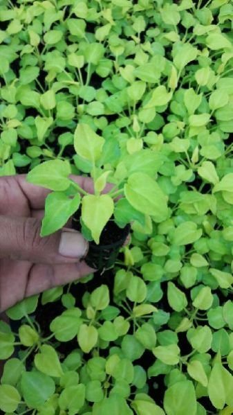 Golden Xanadu Plant 01