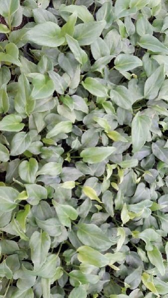 Golden Xanadu Plant 02