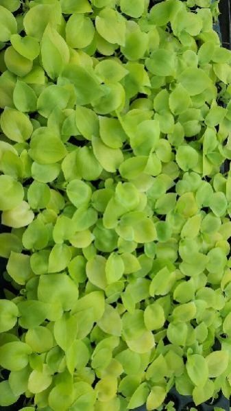 Selloum Golden Plant 01