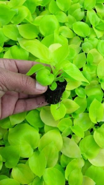 Selloum Golden Plant 02