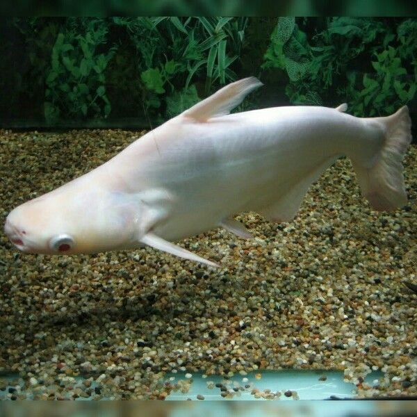Albino Tiger Shark