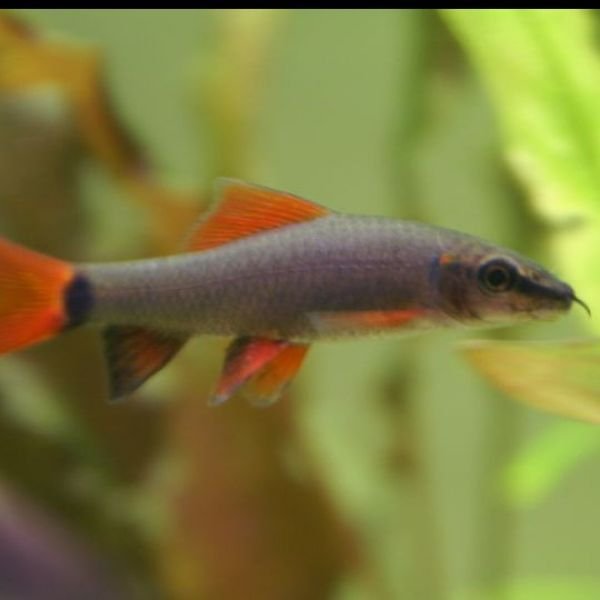 Black Rainbow shark 01