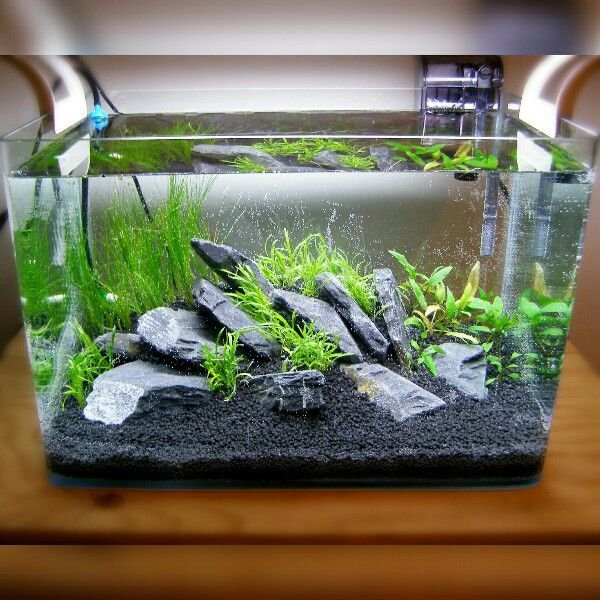 Black Sand Plantation Setup