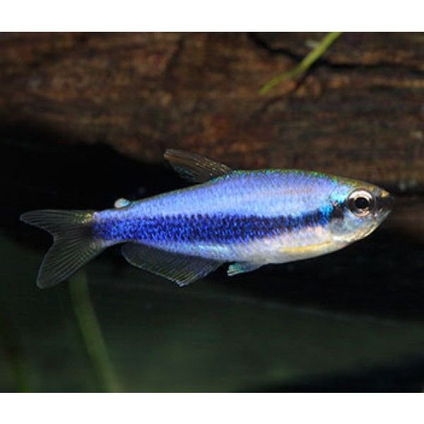 Emperor Tetra