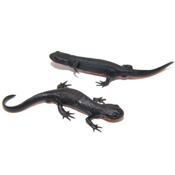 Firebelly Newts