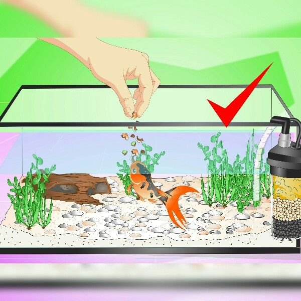 Fish Feeding Procedure