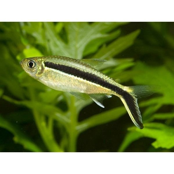 Hockey Stick Tetra