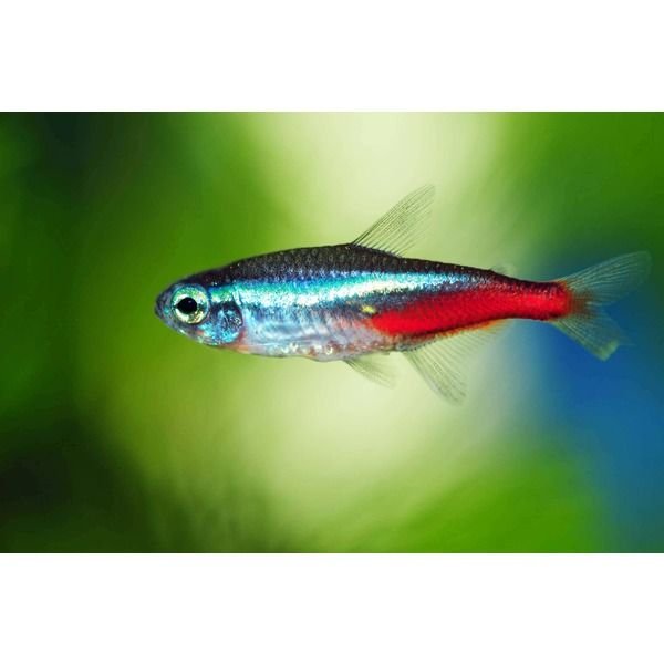 Neon Tetra
