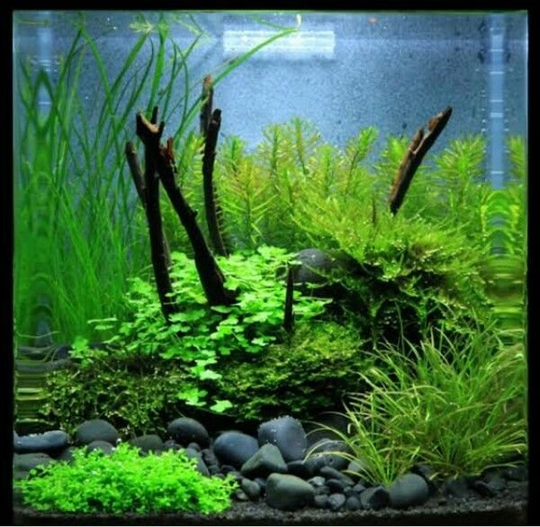 Plantation Tank Aquascaping