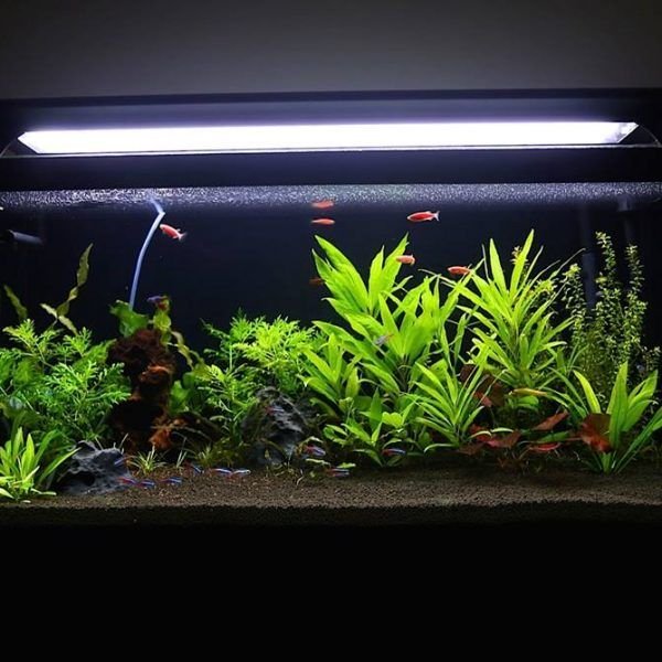 Plantation Tank with Hanging Light