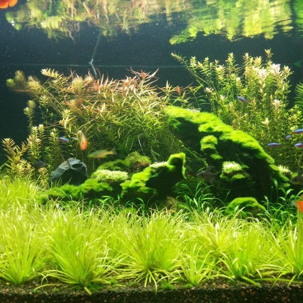 Planted Aquarium with Moss Grass and Driftwood