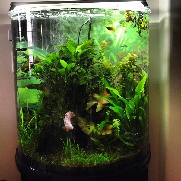 Planted Nano Tank