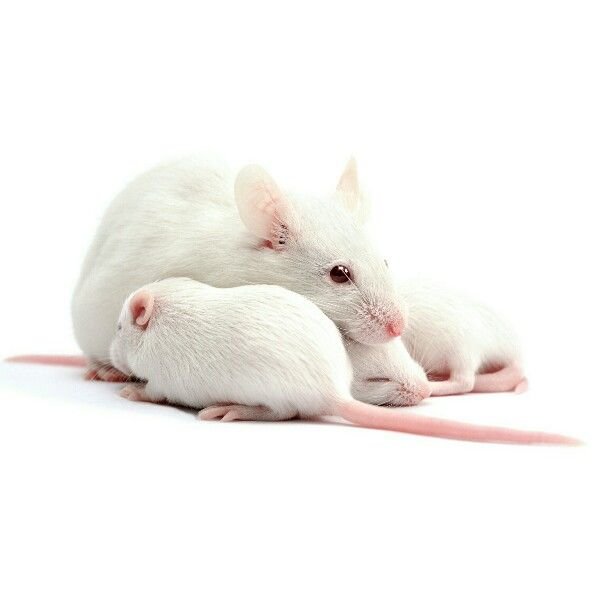 White Mouse