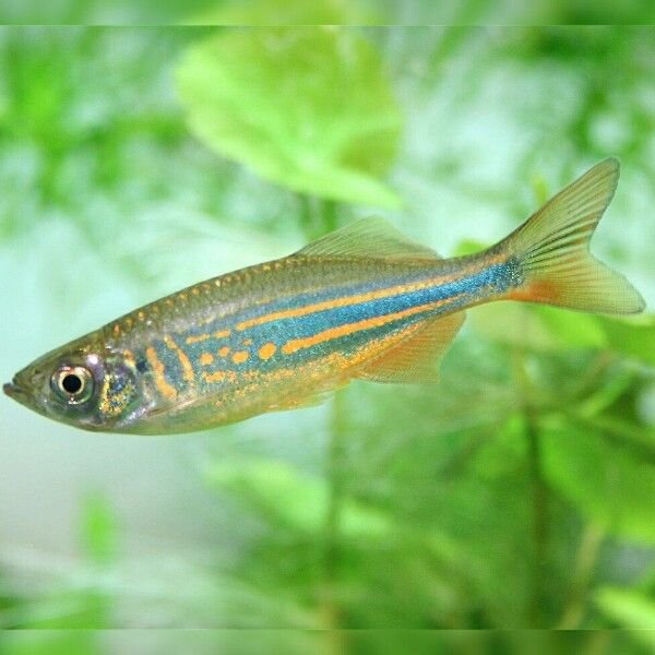 Zebra Danio