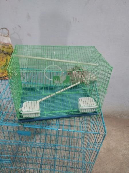 Bird Cage 03