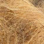 Coir Fibre- 01