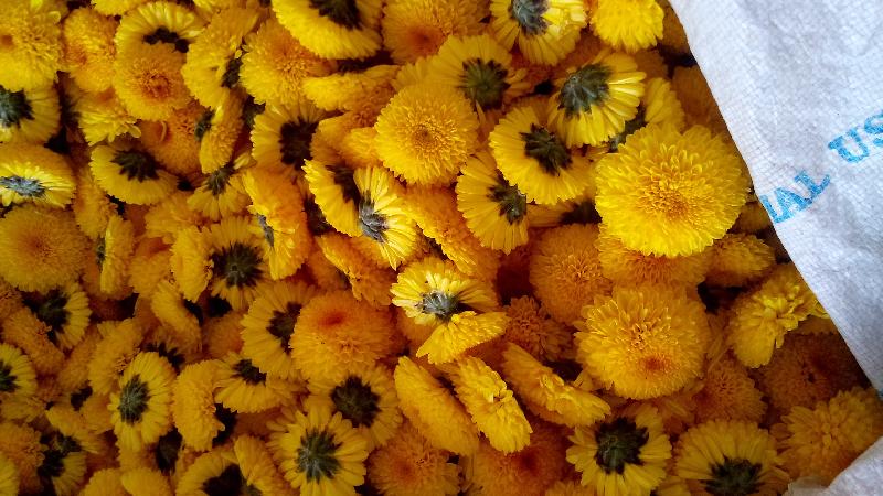 Fresh Orange Chrysanthemum Flowers